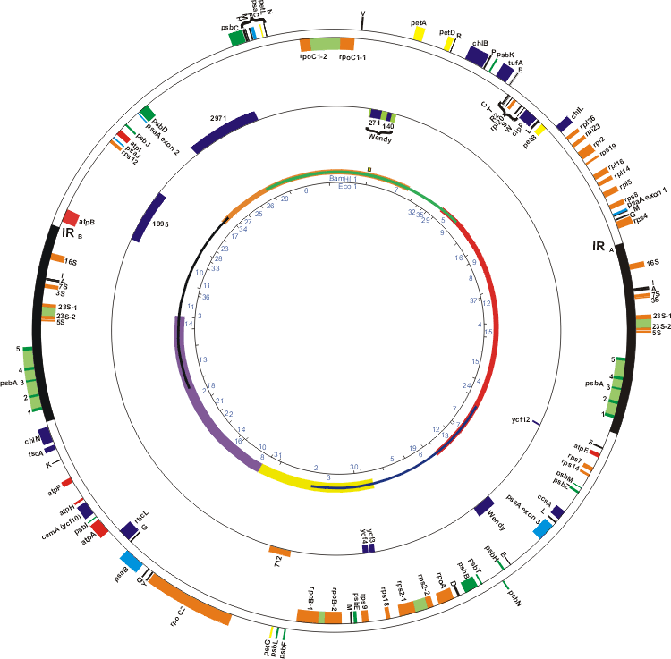 chlamydomonas-chloroplast-genome-portal