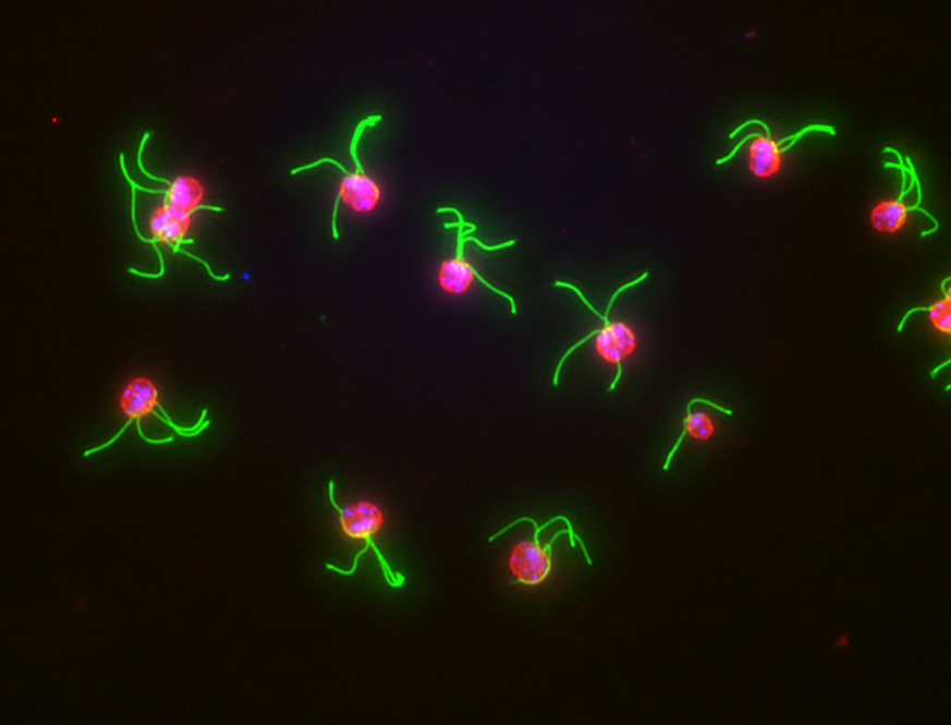 Home - Chlamydomonas Resource Center