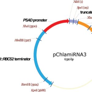 pChlamiRNA3