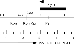 P-112 cpDNA BamHI-EcoRI (5.3 kb) atpB