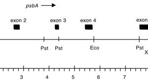 P-157 cpDNA BamHI-BglI (10 kb) psbA DCMU4
