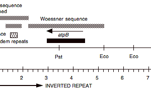 P-17 cpDNA BamHI 10 (7.6 kb) atpB