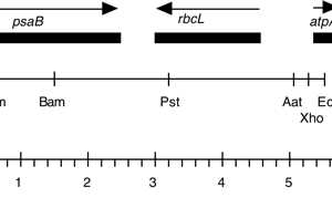 P-173 cpDNA EcoRI 14 (5.8 kb) rbcL ts mutant
