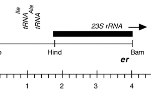 P-179 cpDNA BamHI-EcoRI (4.1 kb)  er-u-37