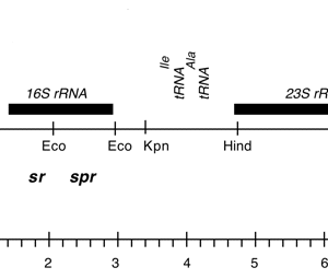 P-183 cpDNA BamHI 11/12 (7.0 kb) sr spr er