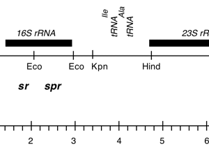 P-200 cpDNA BamHI 11/12 sr spr er