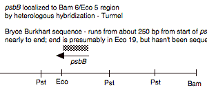 P-21 cpDNA BamHI 6 (13.4 kb)