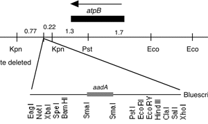 P-210 cpDNA atpB, aadA BamHI-EcoRI (7.3 kb)
