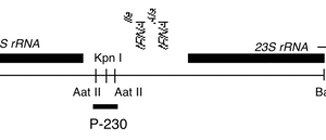 P-230 cpDNA AatII (0.28 kb) SDR probe