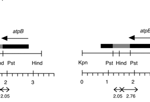P-239 cpDNA KpnI-HindIII (3.3 kb) atpB disrupted