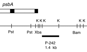P-242 cpDNA KpnI (1.4 kb) C. smithii