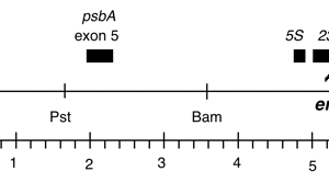 P-261 cpDNA EcoRI (5.51 kb) er-u-1a