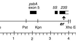 P-262 cpDNA EcoRI (4.0 kb) er-u-1a
