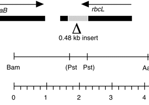 P-270 cpDNA BamHI-EcoRI (4.48 kb) rbcL disrupted
