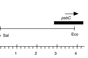 P-280 cpDNA EcoRI 20 (3.9 kb)