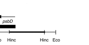 P-283 cpDNA HincII (1.5 kb) psbD