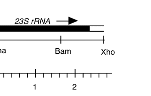 P-291 cpDNA 23S rRNA 5' exon