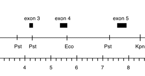 P-296 cpDNA XhoI 8 (9.5 kb) er-u-1a