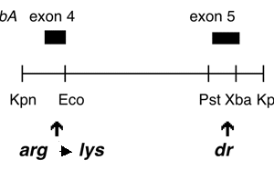 P-297 cpDNA Kpn I (3.1 kb) psbA R238K DCMU4