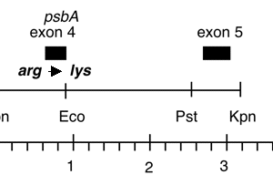 P-300 cpDNA Kpn I (3.1 kb) psbA R238K
