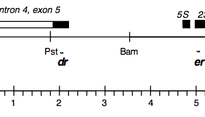 P-322 cpDNA EcoRI-XhoI (5.7 kb) DCMU4 er-u-1a