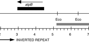 P-327 cpDNA BamHI-EcoRI (2.5 kb)