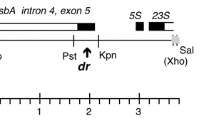 P-361 cpDNA EcoRI-(XhoI) (3.6 kb) psbA DCMU4