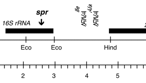 P-386 cpDNA BamHI 11/12 spr-u-1-27-3
