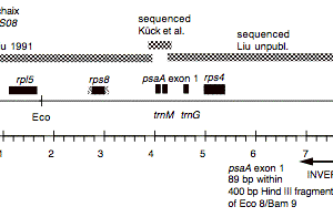 P-57 cpDNA BamHI 9 (8.4 kb)
