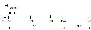 P-62 cpDNA EcoRI 5 (10.5 kb)