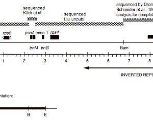 P-63 cpDNA EcoRI 8 (8.5 kb)