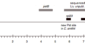 P-64 cpDNA EcoRI 9 (7.6 kb)