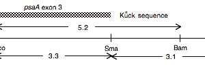 P-65 cpDNA EcoRI 12 (6.5 kb)