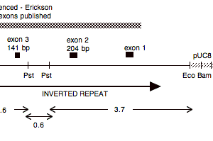 P-66 cpDNA EcoRI 15 (6.0 kb)
