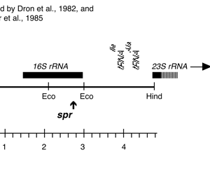 P-667 cpDNA spectinomycin resistant spr-u-1-6-2