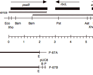 P-67 cpDNA EcoRI 14 (5.8 kb)