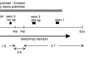 P-68 cpDNA EcoRI 15 (5.8 kb)