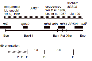 P-69 cpDNA EcoRI 16 (5.0 kb)