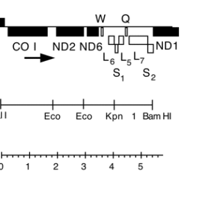 P-85 mtDNA Bam-Sal M1 (5.6 kb)