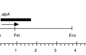 P-86 cpDNA EcoRI 22 (3.5 kb)