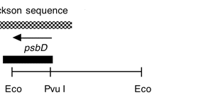P-99 cpDNA EcoRI 27 (2.7 kb)