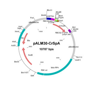 pALM30-CrSpA