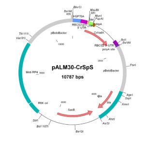 pALM30-CrSpS