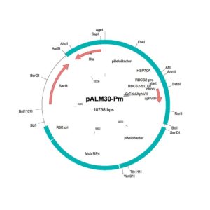 pALM30-Pm