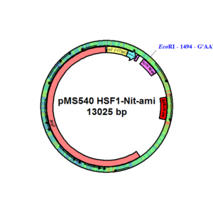pMS540