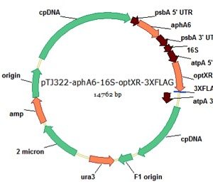 pTJ322-16S/atpA-optXR