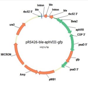 pRS426-ble-aphVIII-gfp