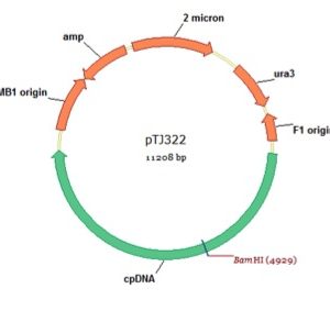 pTJ322